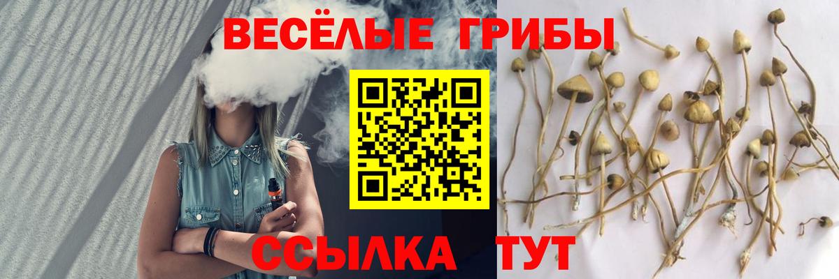 Дербент  Галлюциногенные грибы Psilocybine cubensis  Вход с VPN 